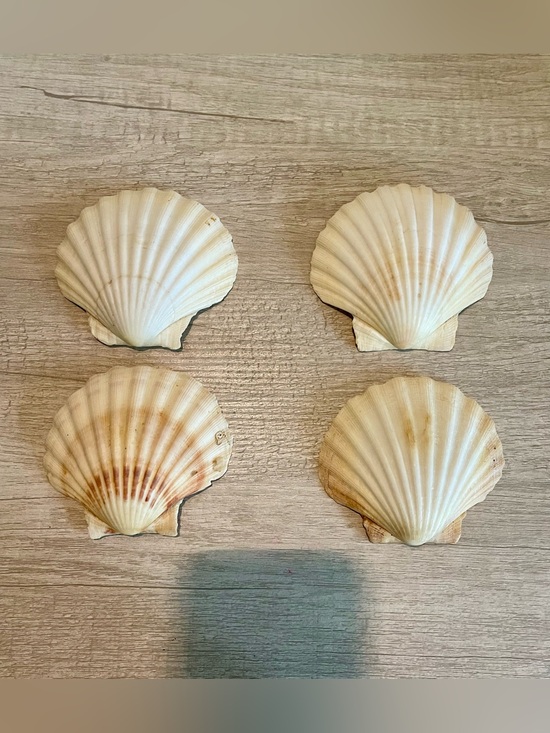 Other - Set of 4 Large Natural Scallop Seashells